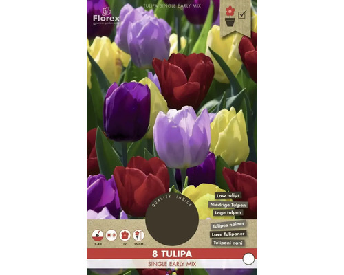 Balení 8 kusů rané směsi tulipánů