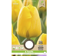 Tulipán Golden Apeldoorn, 8 kusů