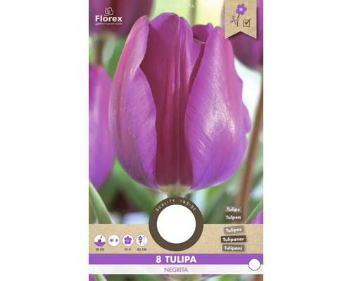 Tulipa Negrita balení s 8 cibulovinami