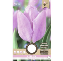 Tulipán Candy Prince, balení cibulí pro nízké tulipány