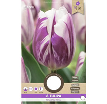Cibule tulipánu Flaming Flag, doba výsadby září až prosinec, doba květu duben až květen