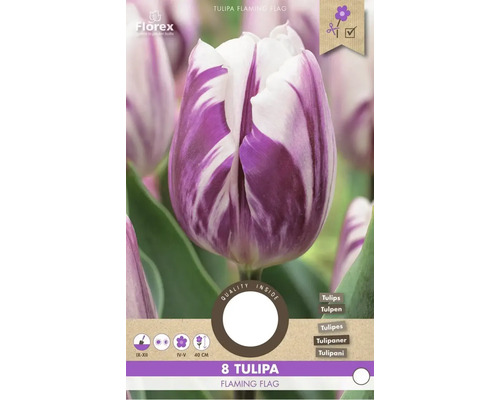Cibule tulipánu Flaming Flag, doba výsadby září až prosinec, doba květu duben až květen