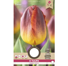 Balení cibulí tulipánu Tulipa Amber Glow s osmi kusy