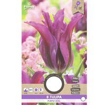 Balení osmi tulipánů odrůdy Purple Doll
