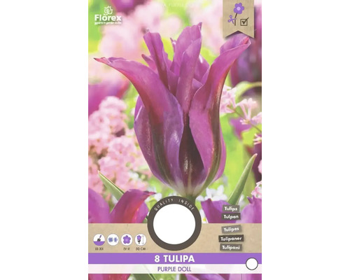 Balení osmi tulipánů odrůdy Purple Doll