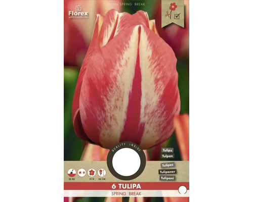 Tulipa Spring Break, balení šesti cibulovin