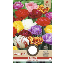 Balení tulipánů odrůdy Double Late Mix