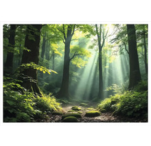 Slunná lesní cesta se stromy a mechem