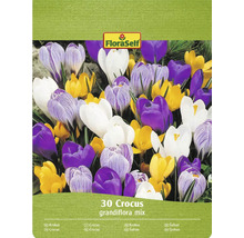 FloraSelf Krokus Grandiflora mix, 30 kusů