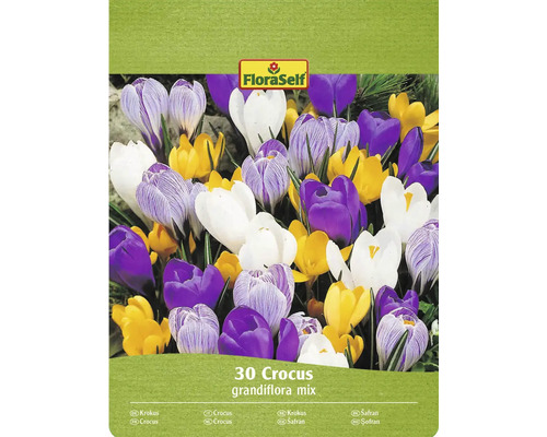 FloraSelf Krokus Grandiflora mix, 30 kusů