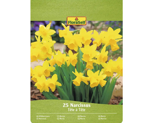 Narcisy botanické FloraSelf 'Tete a Tete' 10/11 20 ks Narcisy FloraSelf Tête à Tête, balení po 25 kusech