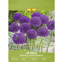 Balení 20 ks okrasného česneku Allium aflatunense Purple Sensation
