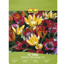 FloraSelf Botanická směs tulipánů 'Wild Cottage', 33 kusů