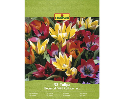 Tulipány FloraSelf Combi 'Wild Cottage' mix 6/7 33 ks FloraSelf Botanická směs tulipánů 'Wild Cottage', 33 kusů
