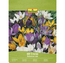 Balení FloraSelf krokus Botanical Mix, 60 kusů