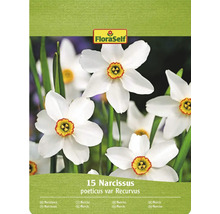Balení FloraSelf s 15 narcisy poeticus var Recurvus