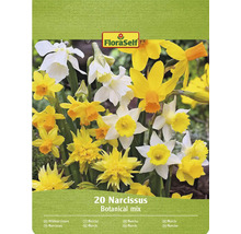 Cibulky narcisů FloraSelf, botanická směs, balení 20 kusů