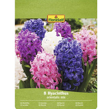 Balení FloraSelf s 8 hyacinty orientalis mix