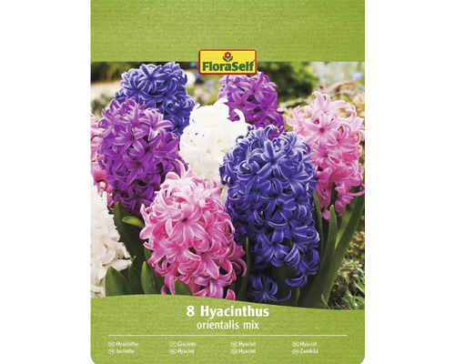 Hyacinty mix FloraSelf 14/15 8 ks Balení FloraSelf s 8 hyacinty orientalis mix