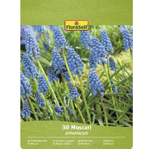 Balení cibulovin FloraSelf 30 modřenců
