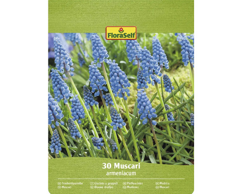 Modřenec arménský FloraSelf 'Armeniacum' 30 ks Balení cibulovin FloraSelf 30 modřenců