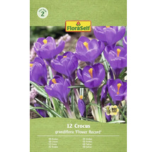 Balení krokusů odrůdy 'Flower Record' s dvanácti kusy a logem FloraSelf.