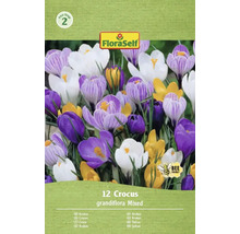 Balení 12 krokusů, odrůda Grandiflora Mixed