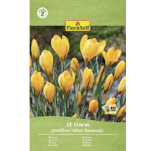 Balení FloraSelf krokus grandiflora Yellow Mammouth, 12 kusů
