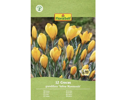 Balení FloraSelf krokus grandiflora Yellow Mammouth, 12 kusů