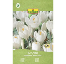 Balení dvanácti cibulí krokus grandiflora Jeanne d'Arc