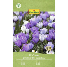 FloraSelf Krokus Grandiflora Blue Blended Mix, balení 12 kusů