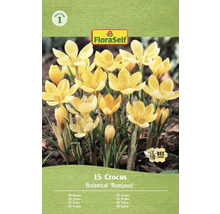 Balení 15 krokusů odrůdy Botanical 'Romance' od FloraSelf