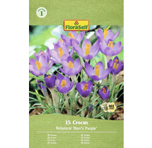Balení 15 krokusů Botanical Barrs Purple od FloraSelf