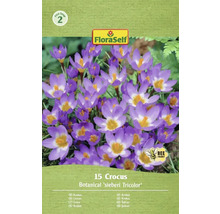 Balení 15 krokusů odrůdy Botanical sieberi Tricolor od FloraSelf