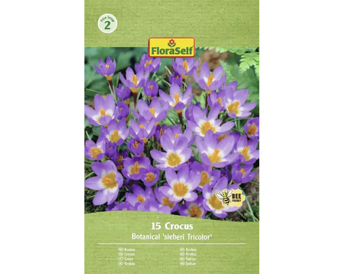 Balení 15 krokusů odrůdy Botanical sieberi Tricolor od FloraSelf