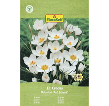 Balení 12 krokusů odrůdy Botanical 'Ard Schenk'