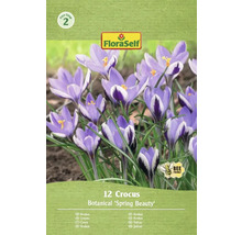 Balení 12 cibulí krokusů odrůdy Botanical 'Spring Beauty'