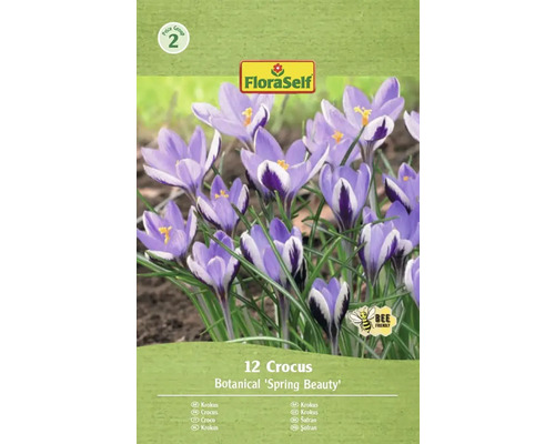 Balení 12 cibulí krokusů odrůdy Botanical 'Spring Beauty'
