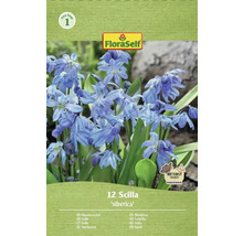 Balení 12 cibulí Scilla siberica od značky FloraSelf