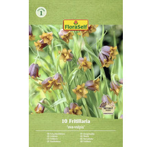 Balení deseti rostlin Fritillaria Uva-Vulpis