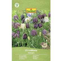 Balení cibulovin FloraSelf Řebčík kostkovaný, 25 kusů