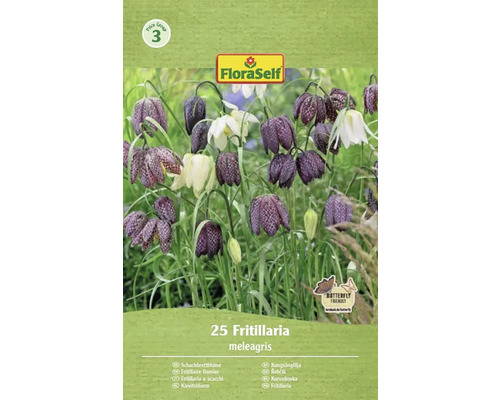 Řebčík královský, řebčík kostkovaný FloraSelf Fritillaria meleagris 25 ks Balení cibulovin FloraSelf Řebčík kostkovaný, 25 kusů