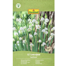 Balení bledulí Leucojum aestivum