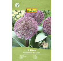 Balení tří okrasných cibulí druhu Allium karataviense Red Giant
