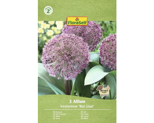 Balení tří okrasných cibulí druhu Allium karataviense Red Giant