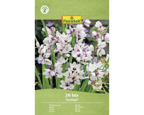 Duhovnice FloraSelf 'Spotlight' 20 ks Balení 20 cibulovin Ixia Spotlight značky FloraSelf