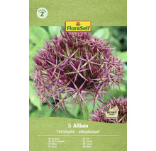 Okrasný česnek Allium 'christophii - albopilosum' balení