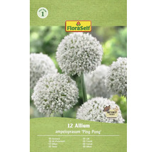 Balení 12 cibulovin okrasného česneku Allium ampeloprasum 'Ping Pong' od firmy FloraSelf