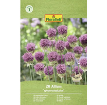 Balení česneku kulatohlavého od FloraSelf, 20 kusů