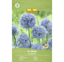 Balení okrasného česneku Allium caeruleum, vhodný pro motýly, od FloraSelf